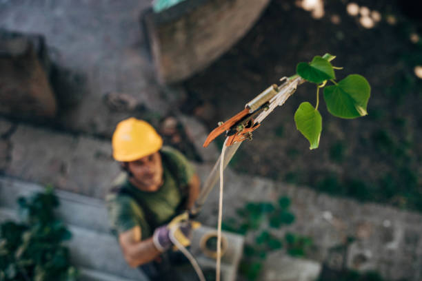 How Our Tree Care Process Works  in  Van Vleck, TX